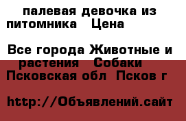 палевая девочка из питомника › Цена ­ 40 000 - Все города Животные и растения » Собаки   . Псковская обл.,Псков г.
